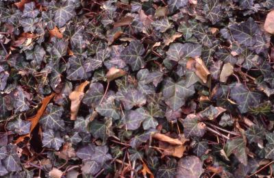 Leaves of English Ivy